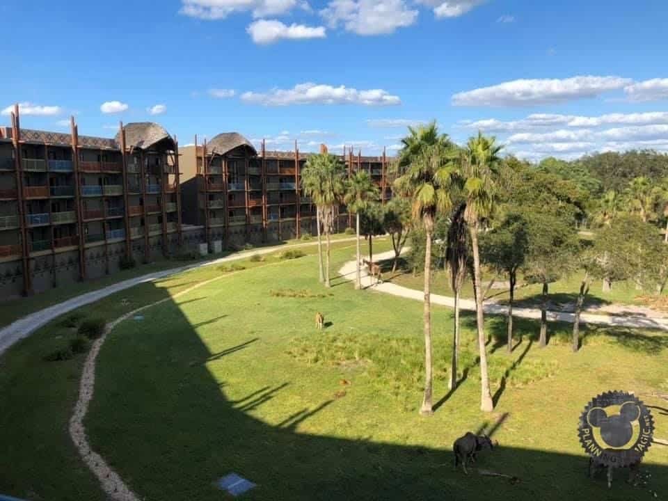 Animal Kingdom Lodge studio