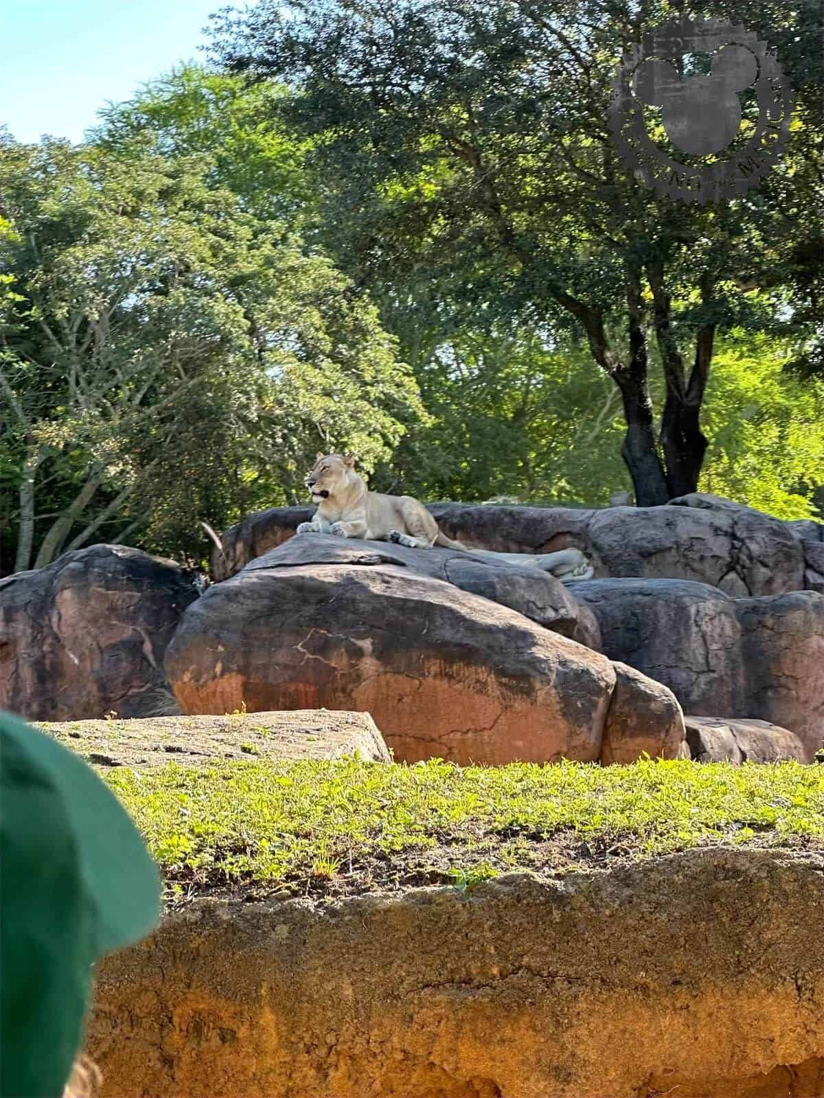 animal kingdom genie plus