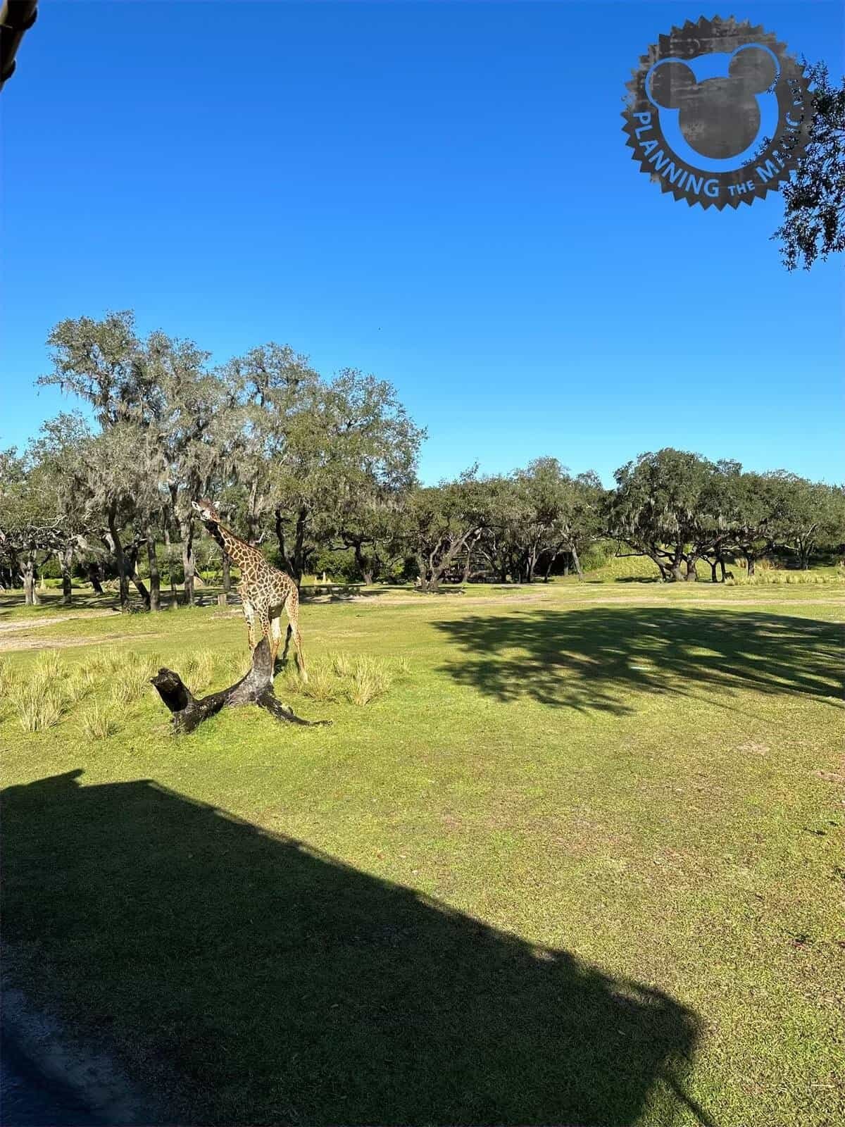 Animal Kingdom While Pregnant